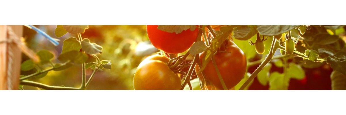 Tomatenhaus selber bauen - das ideale Gehäuse für den Anbau - Tomatenhaus selber bauen - So geht\'s. Do it yourself - Anleitung