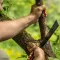 Full-Tang Machete mit Sägezähnen auf Rückseite | 25,5 cm Klinge