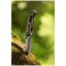 neo tools 6 in 1 survival-messer aus edelstahl 22 cm - klappbar ansicht in der natur