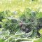 Claber 360° Regulierbare Sprühdüse Sprinkler Mikro-Regner