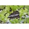 Gardena T-Stück für Sprühdüsen 12,5 mm (1/2")