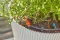 Gardena Tropfbewässerung Set Terrasse (30 Pflanzen)