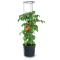 Prosperplast Tomatenpflanztopf mit Rankhilfe Tomato Grower